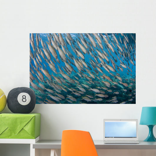 USA School Yellowfin Goatfish Wall Decal Design 2