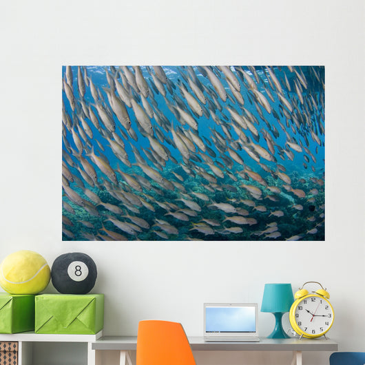 USA School Yellowfin Goatfish Wall Decal Design 2