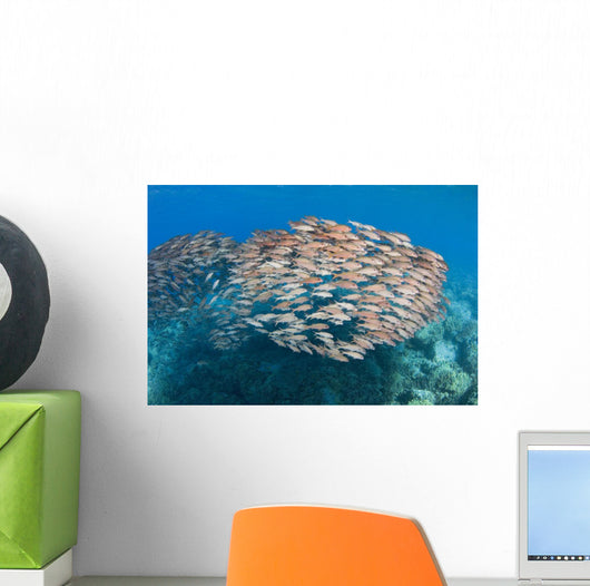 USA School Yellowfin Goatfish Wall Decal Design 1