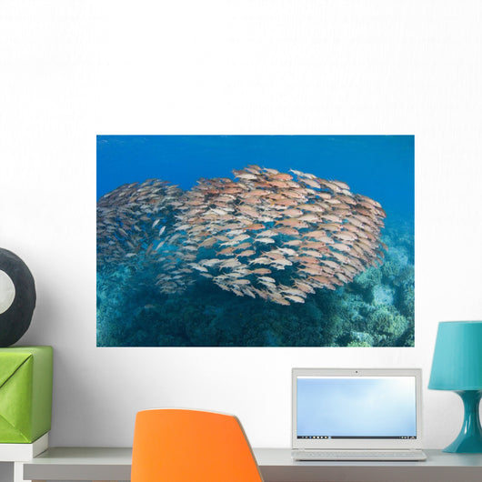 USA School Yellowfin Goatfish Wall Decal Design 1