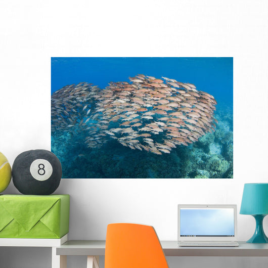 USA School Yellowfin Goatfish Wall Decal Design 1