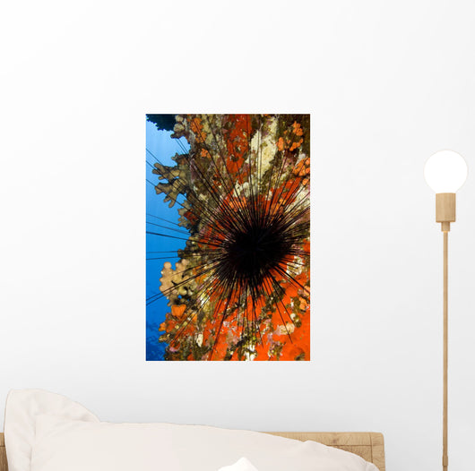 USA Long-spined Sea Urchin Wall Decal