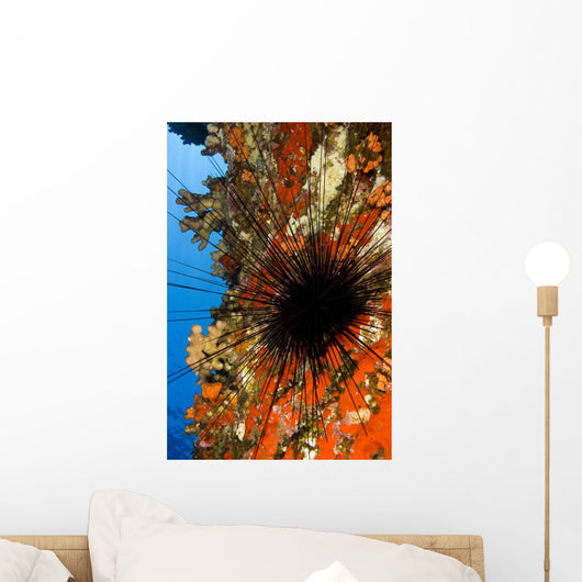 USA Long-spined Sea Urchin Wall Decal