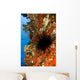 USA Long-spined Sea Urchin Wall Decal