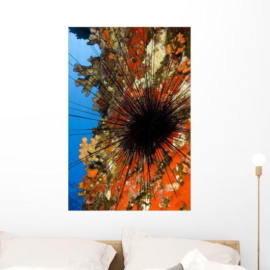 USA Long-spined Sea Urchin Wall Decal