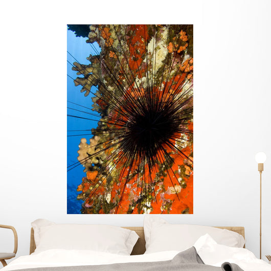 USA Long-spined Sea Urchin Wall Decal