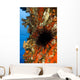 USA Long-spined Sea Urchin Wall Decal