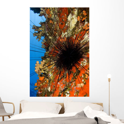 USA Long-spined Sea Urchin Wall Decal