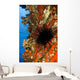 USA Long-spined Sea Urchin Wall Decal
