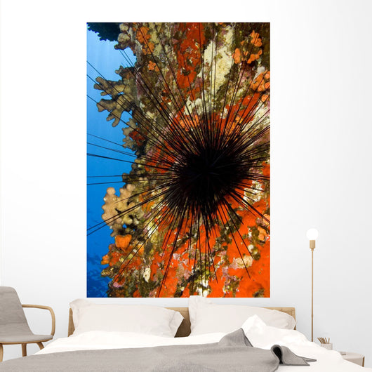 USA Long-spined Sea Urchin Wall Decal