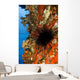 USA Long-spined Sea Urchin Wall Decal
