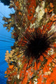 USA Long-spined Sea Urchin Wall Decal