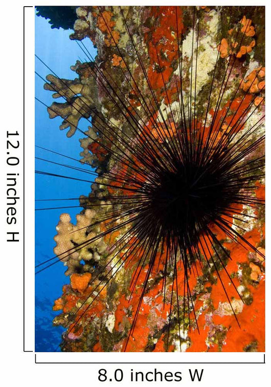 USA Long-spined Sea Urchin Wall Decal