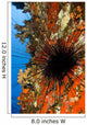 USA Long-spined Sea Urchin Wall Decal