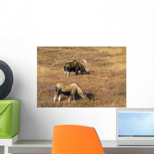 Male and Female Moose Wall Decal