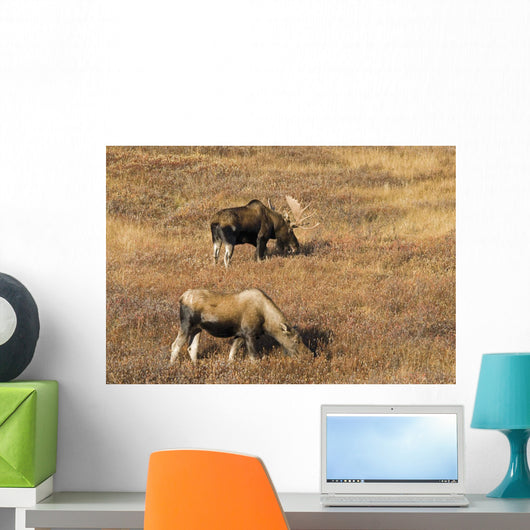 Male and Female Moose Wall Decal