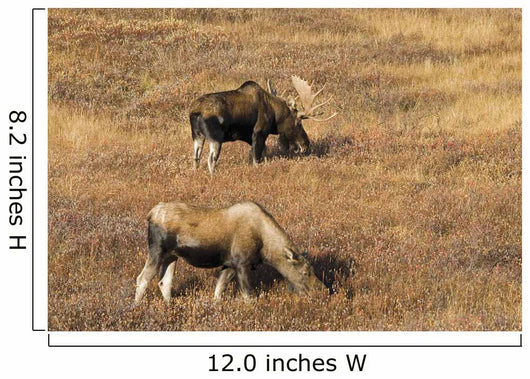 Male and Female Moose Wall Decal