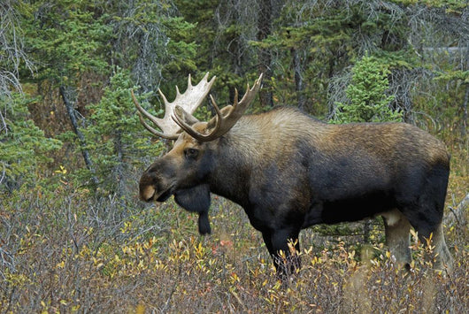 Moose Forest Wall Decal Design 2