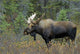 Moose Forest Wall Decal Design 2