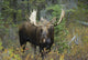 Moose Forest Wall Decal Design 1