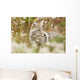 Young Coyote Forest Wall Decal