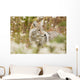 Young Coyote Forest Wall Decal