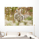 Young Coyote Forest Wall Decal