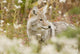 Young Coyote Forest Wall Decal