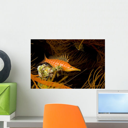 USA Longnose Hawkfish Black Wall Decal