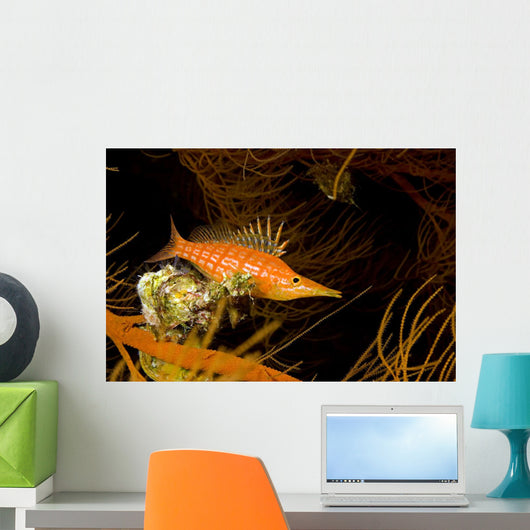 USA Longnose Hawkfish Black Wall Decal