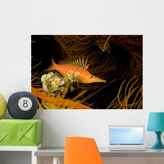 USA Longnose Hawkfish Black Wall Decal