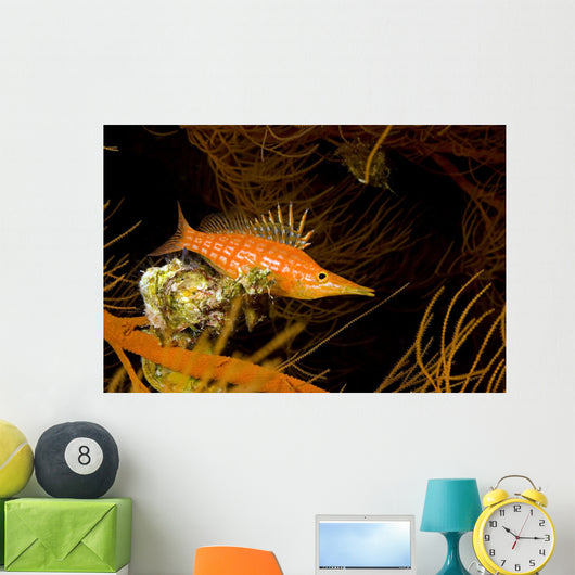 USA Longnose Hawkfish Black Wall Decal