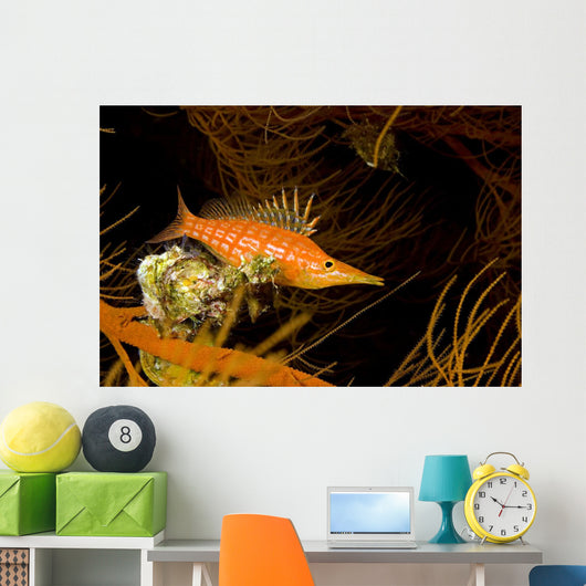 USA Longnose Hawkfish Black Wall Decal