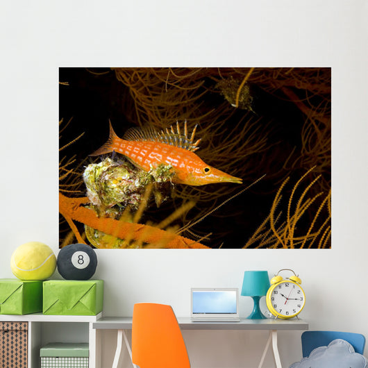 USA Longnose Hawkfish Black Wall Decal