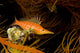 USA Longnose Hawkfish Black Wall Decal