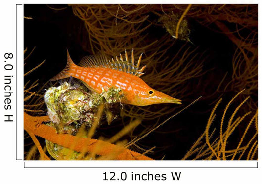 USA Longnose Hawkfish Black Wall Decal