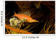 USA Longnose Hawkfish Black Wall Decal