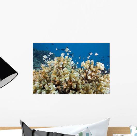 Reticulated Damselfish Is Also Wall Decal