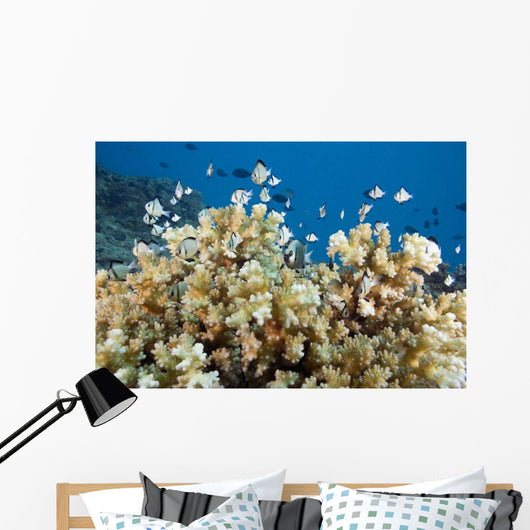 Reticulated Damselfish Is Also Wall Decal