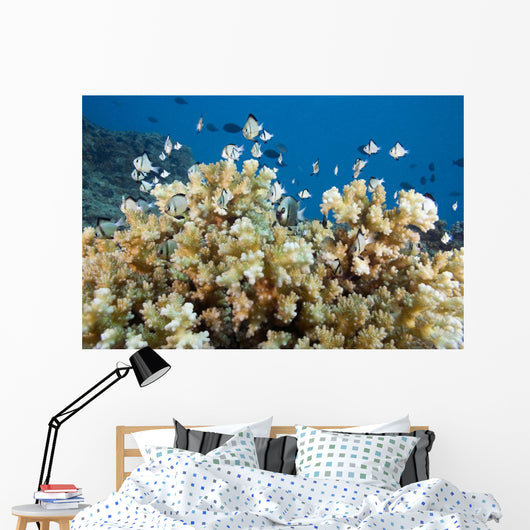 Reticulated Damselfish Is Also Wall Decal