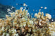 Reticulated Damselfish Is Also Wall Decal