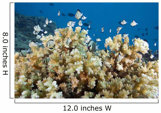 Reticulated Damselfish Is Also Wall Decal