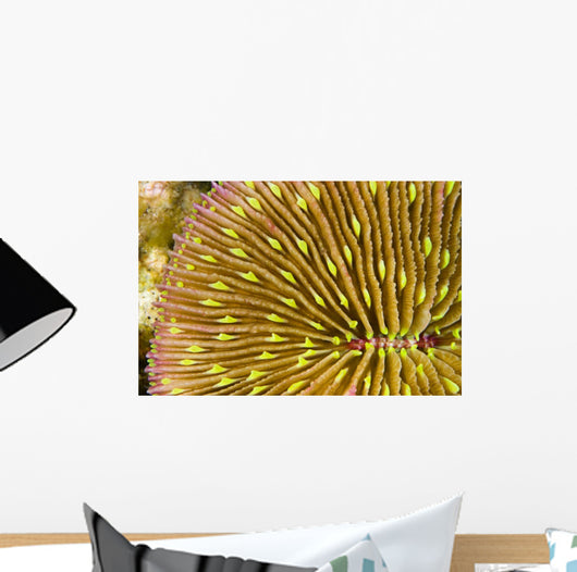 Mushroom Coral Wall Decal