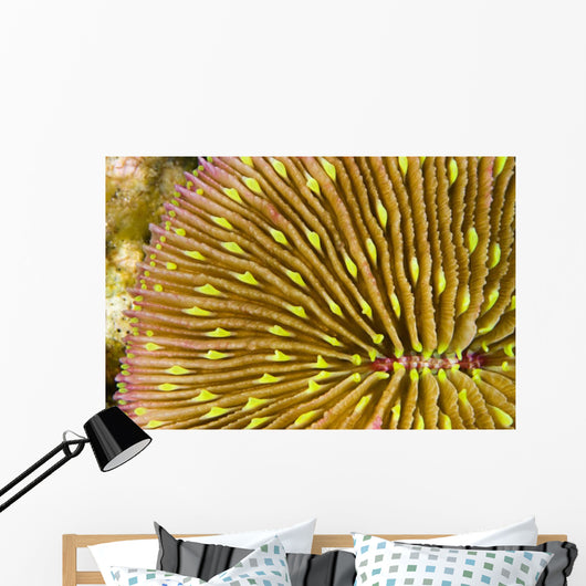 Mushroom Coral Wall Decal