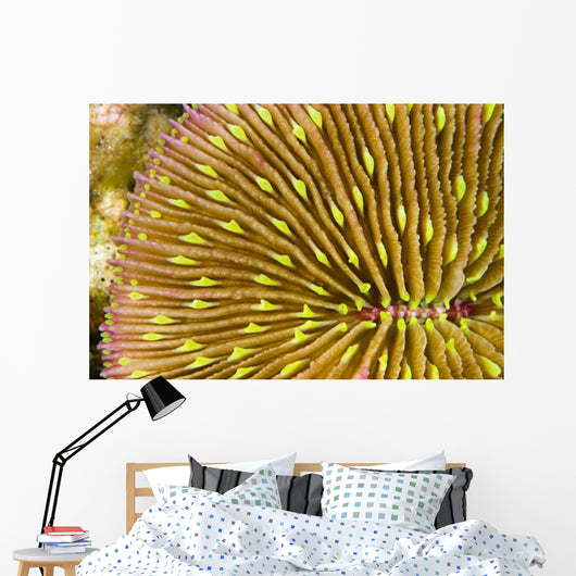 Mushroom Coral Wall Decal