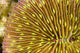 Mushroom Coral Wall Decal