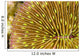 Mushroom Coral Wall Decal