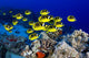 USA, School of Raccoon Butterflyfish Wall Mural