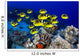 USA, School of Raccoon Butterflyfish Wall Mural