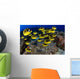 USA, School of Raccoon Butterflyfish Wall Mural
